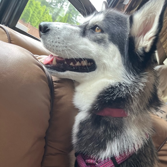 Meet your Posher, Kiara - Picture 2 of 2